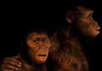 Australopithecus2