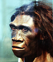 Homo erectus face