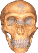 neanderthalSkull